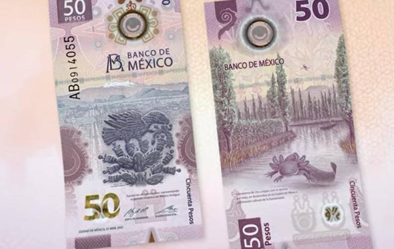 Ajolote sustituye a Morelos en nuevo billete de 50 pesos