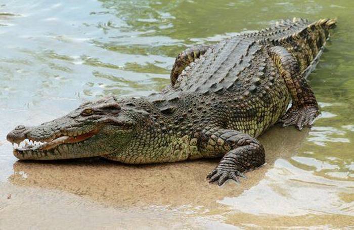 En Tabasco, sujeto es arrestado, se escapa aventándose a un lago… y es atacado por cocodrilo