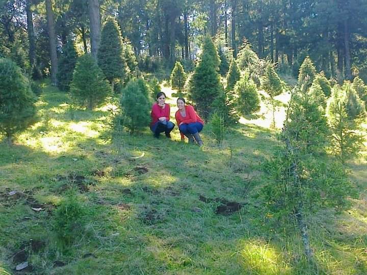 Arranca la venta de árboles de navidad en el Valle de Perote, hay más de 10 mil disponibles