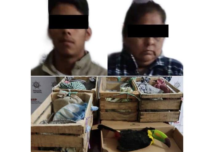 Interviene SSP a dos personas por presunto tráfico ilegal de especies en San Andrés Tuxtla