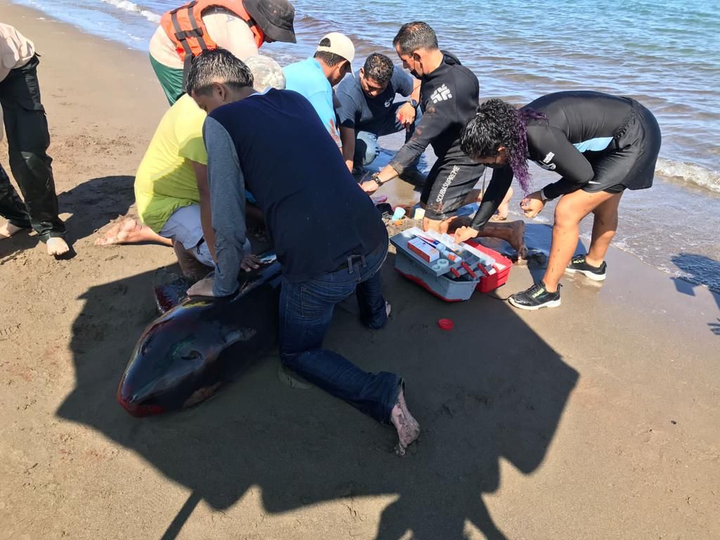 Queda ballena piloto varada en playa de Chachalacas