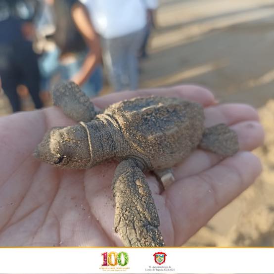 Inició temporada de liberación de tortugas en Lerdo de Tejada