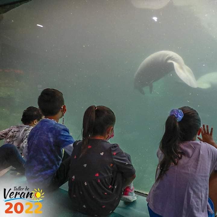 Se consolida el acuario de Veracruz «Aquarium» como uno de los más visitados a nivel nacional