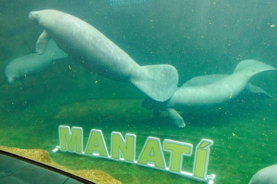 Aquarium está de fiesta por el Día Nacional del Manatí