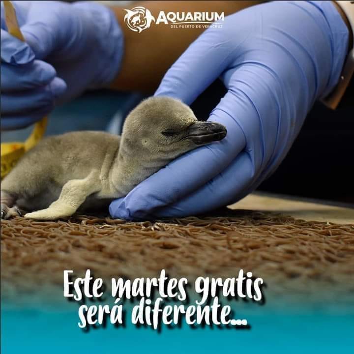 Visitantes del Aquarium Veracruz podrán participar para ponerle nombre a pingüino bebé