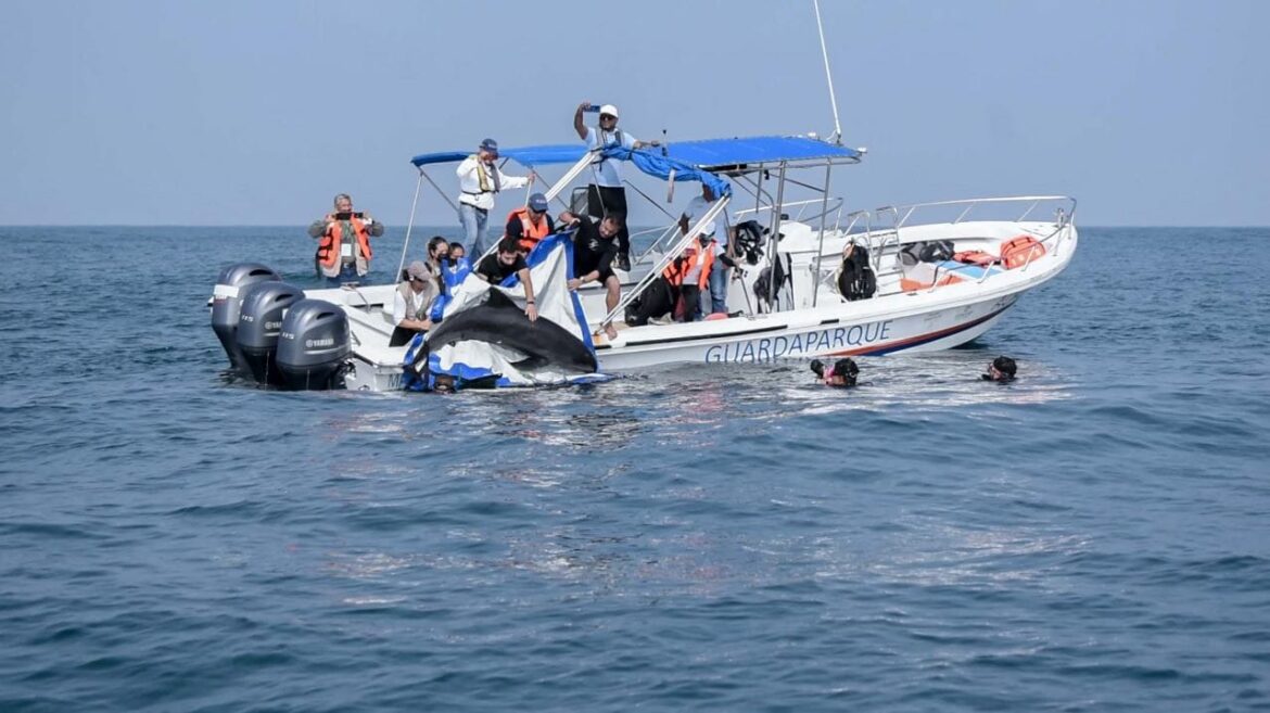 Liberan con éxito a delfín cabeza de melón rescatado en Alvarado