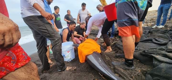 Reportan estable a delfín rescatado en las costas de Alvarado