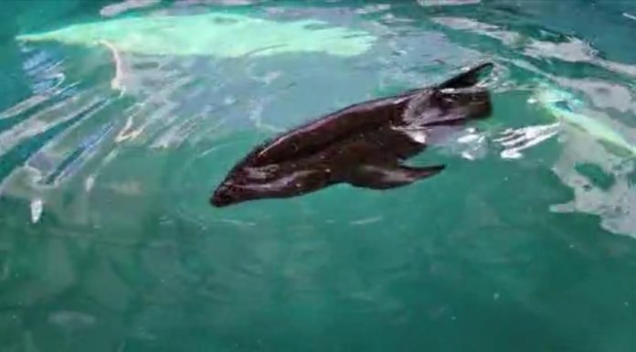 Va pa’ atrás. Rescata de nuevo Aquarium a delfín cabeza de melón; ahora varó en Chachalacas