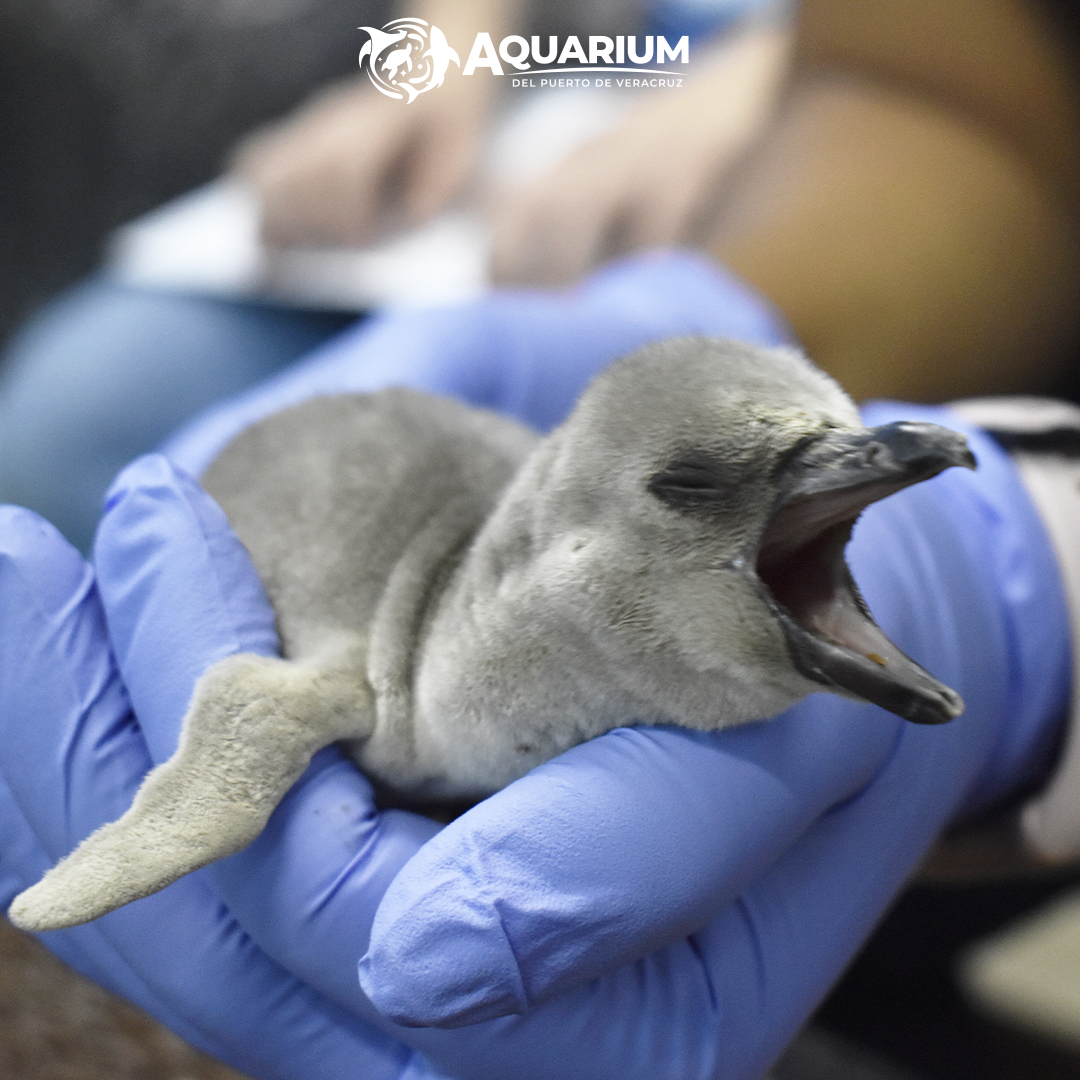 Pachi, Coco, Aqua, Leo y Mina; nombres de los pingüinos bebés nacidos en Aquarium de Veracruz