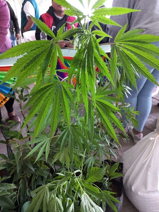 En Perote, Programa Sembrando Vida otorga apoyos a los productores de marihuana