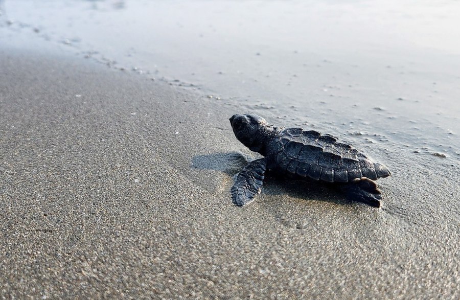 Nacen en Veracruz 80 crías de tortuga marina