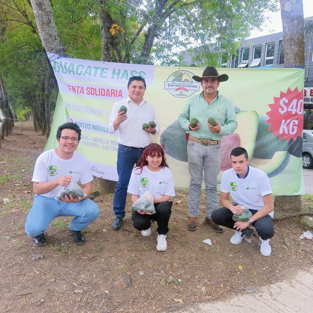 Productores de aguacate lograron vender 900 kilos en Xalapa